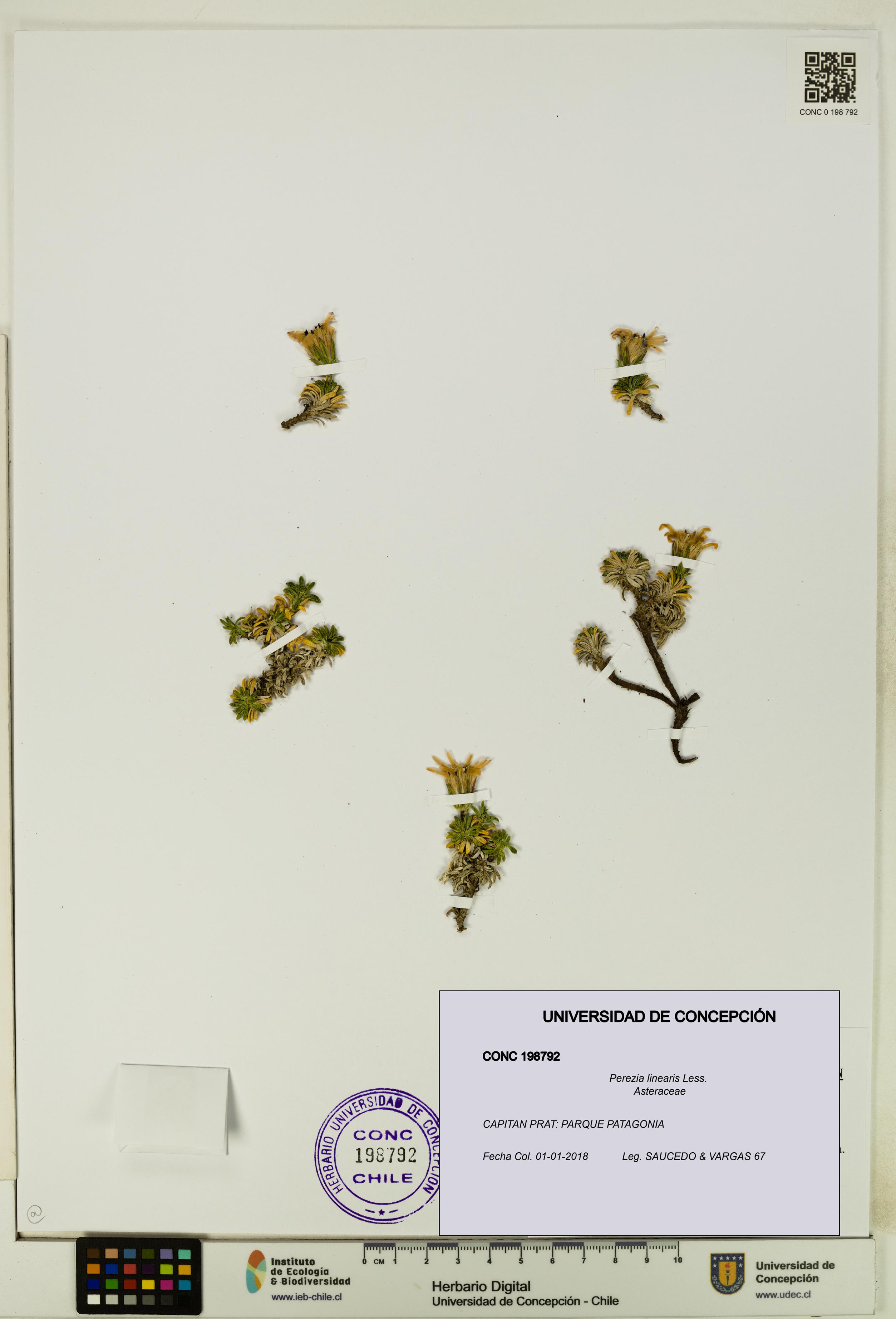 Perezia linearis [Espécimen: UDEC:CONC:0198792]