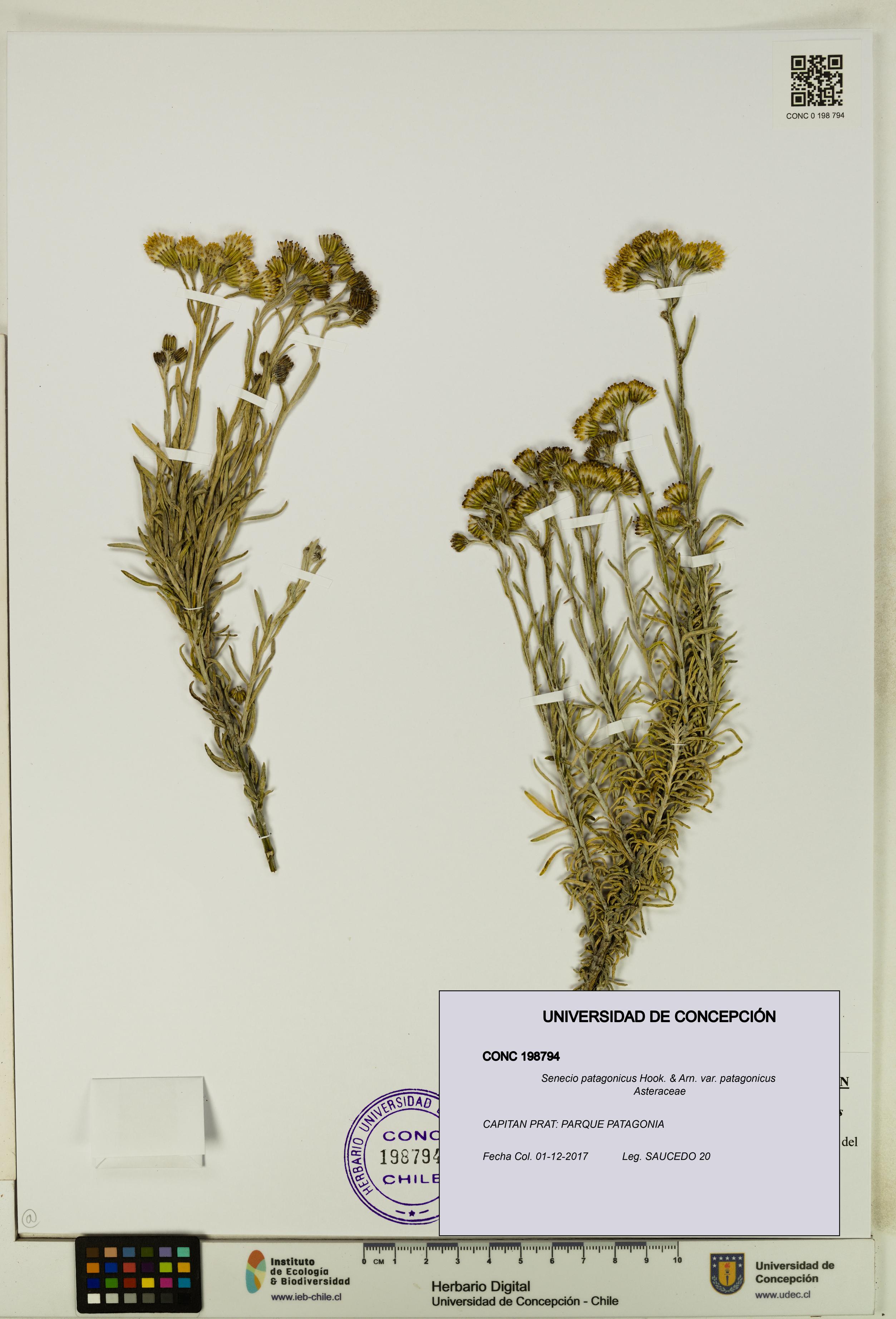 Senecio patagonicus var. patagonicus [Espécimen: UDEC:CONC:0198794]