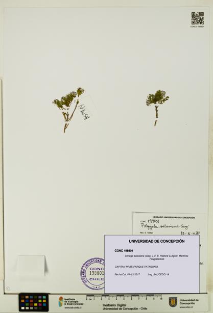 Senega salasiana [Espécimen: UDEC:CONC:0198801]