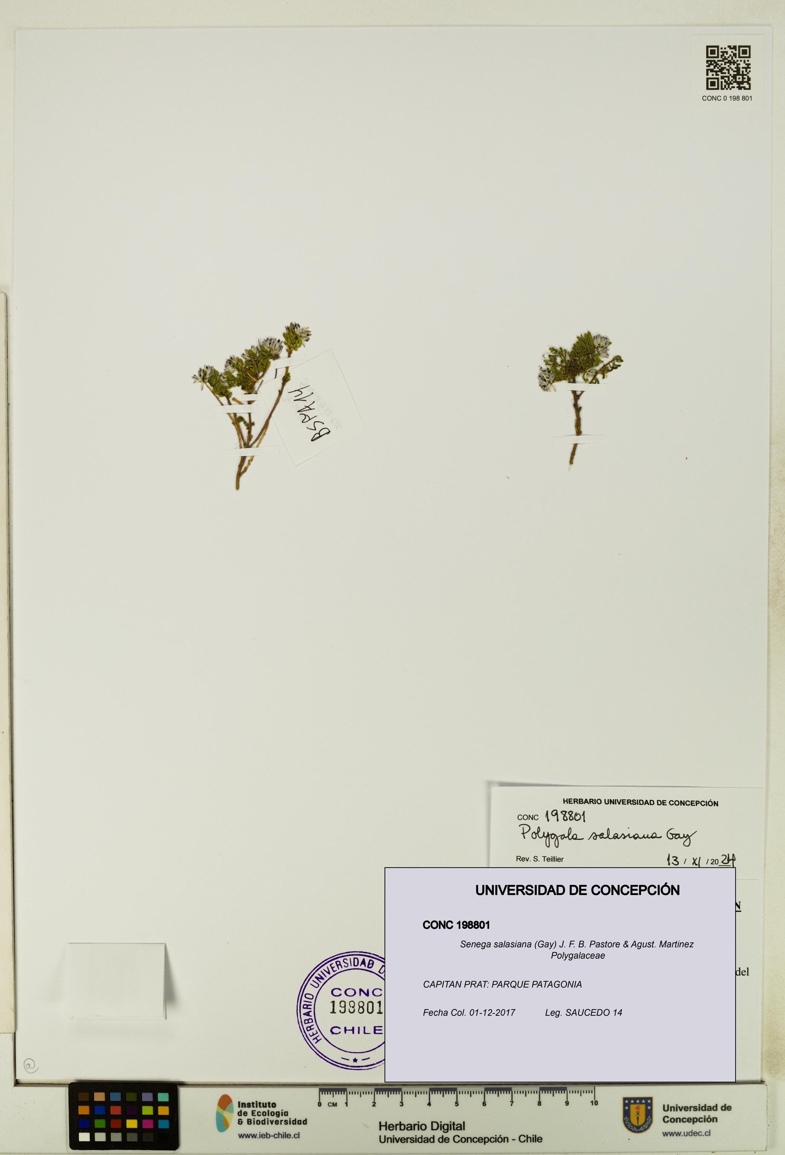 Senega salasiana [Espécimen: UDEC:CONC:0198801]