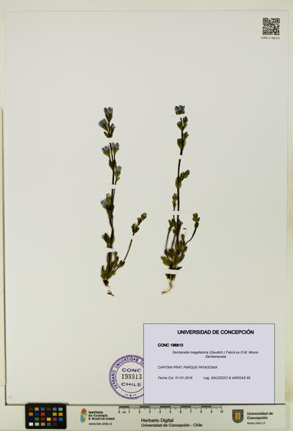 Gentianella magellanica [Espécimen: UDEC:CONC:0198813]