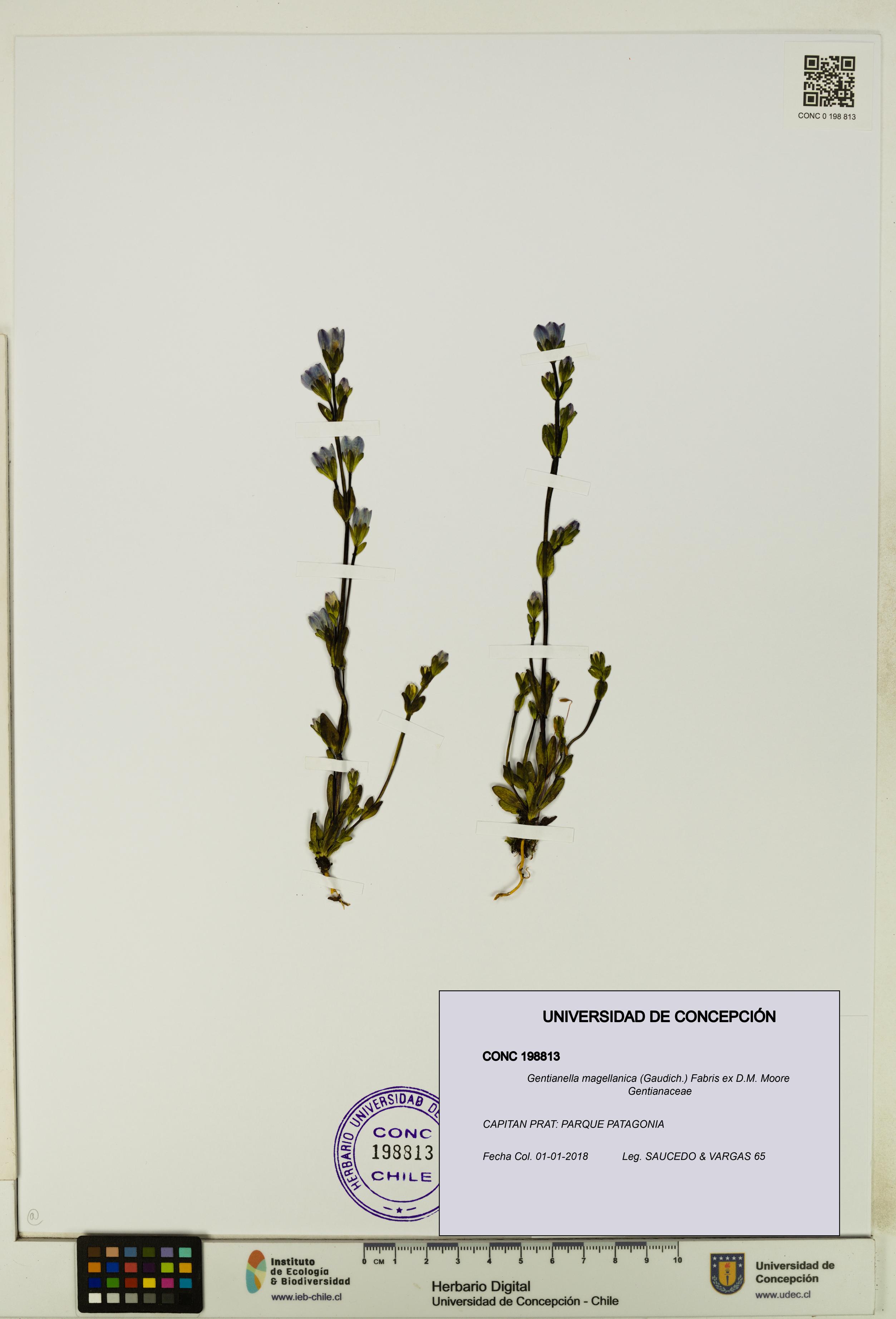 Gentianella magellanica [Espécimen: UDEC:CONC:0198813]