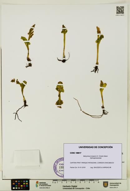 Botrychium dusenii [Espécimen: UDEC:CONC:0198817]