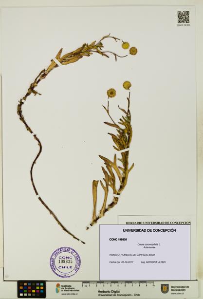 Cotula coronopifolia [Espécimen: UDEC:CONC:0198835]