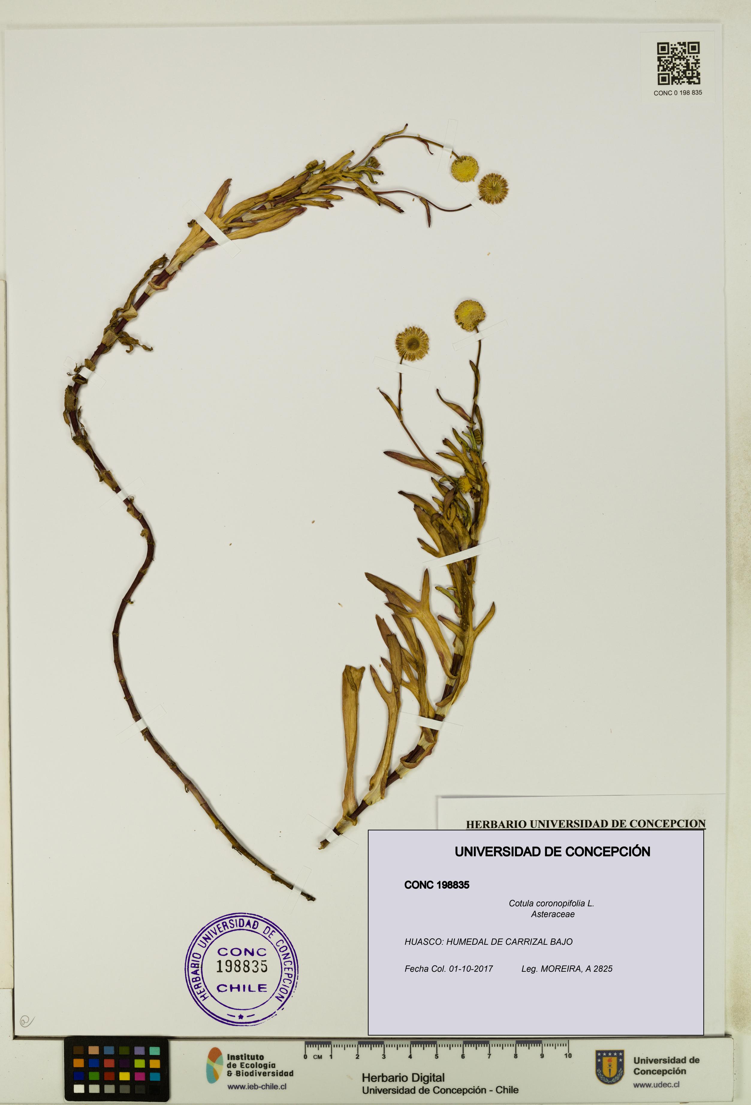 Cotula coronopifolia [Espécimen: UDEC:CONC:0198835]