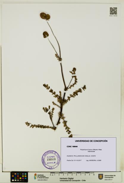 Polyachyrus fuscus [Espécimen: UDEC:CONC:0198848]
