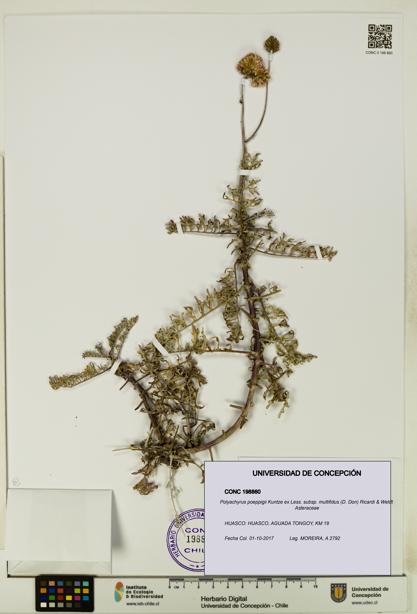 Polyachyrus poeppigii [Espécimen: UDEC:CONC:0198860]