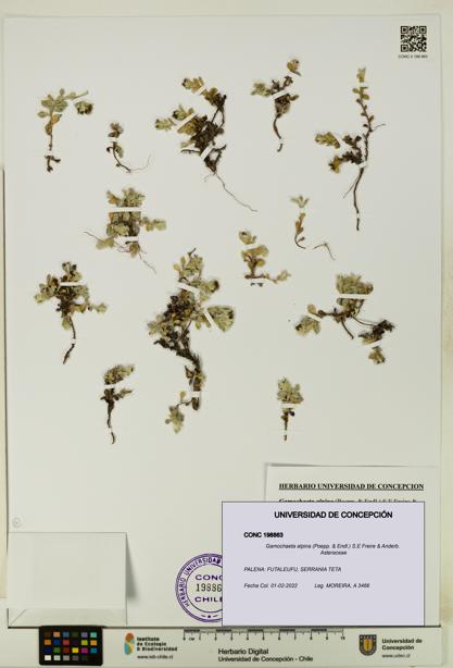 Gamochaeta alpina [Espécimen: UDEC:CONC:0198863]