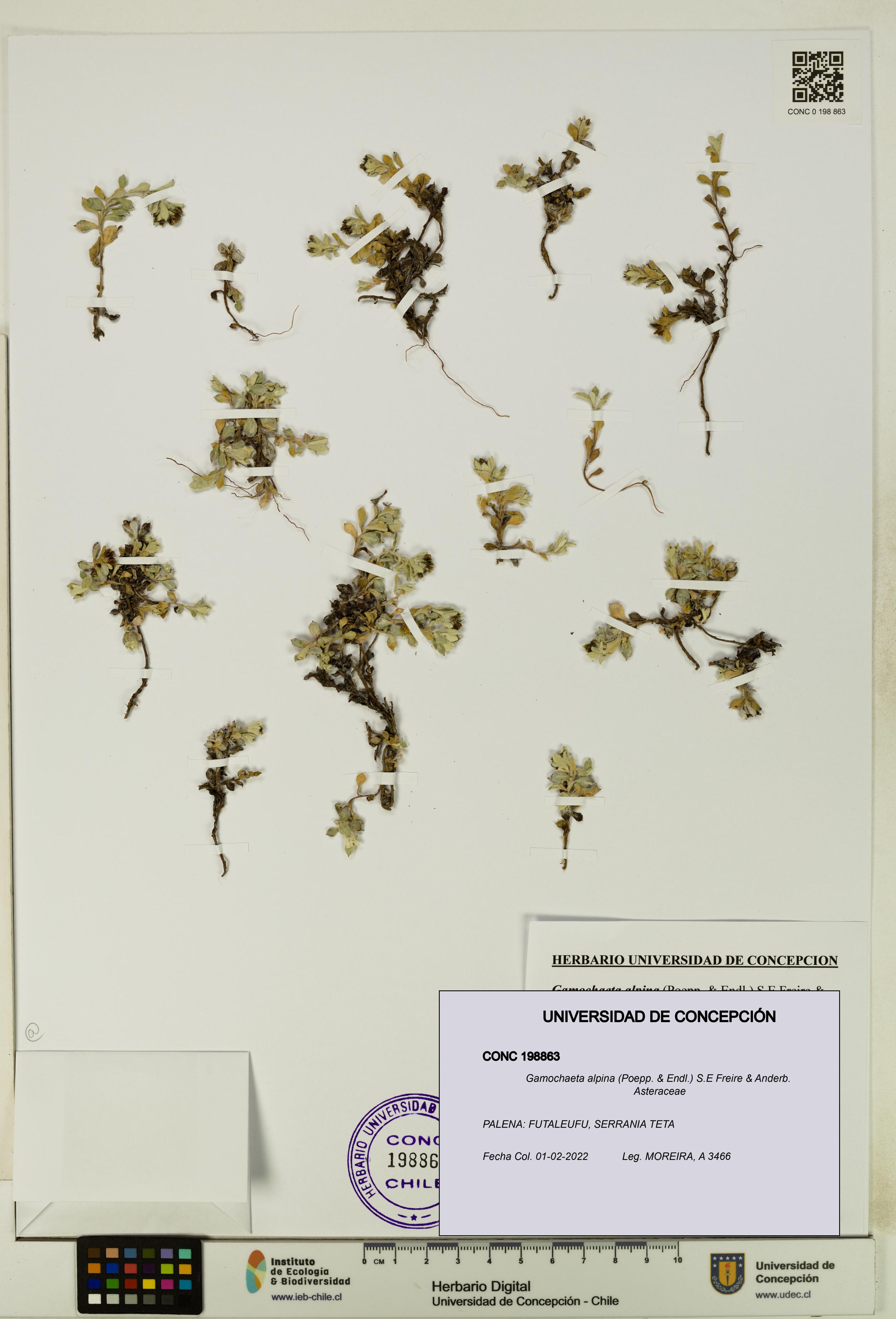 Gamochaeta alpina [Espécimen: UDEC:CONC:0198863]