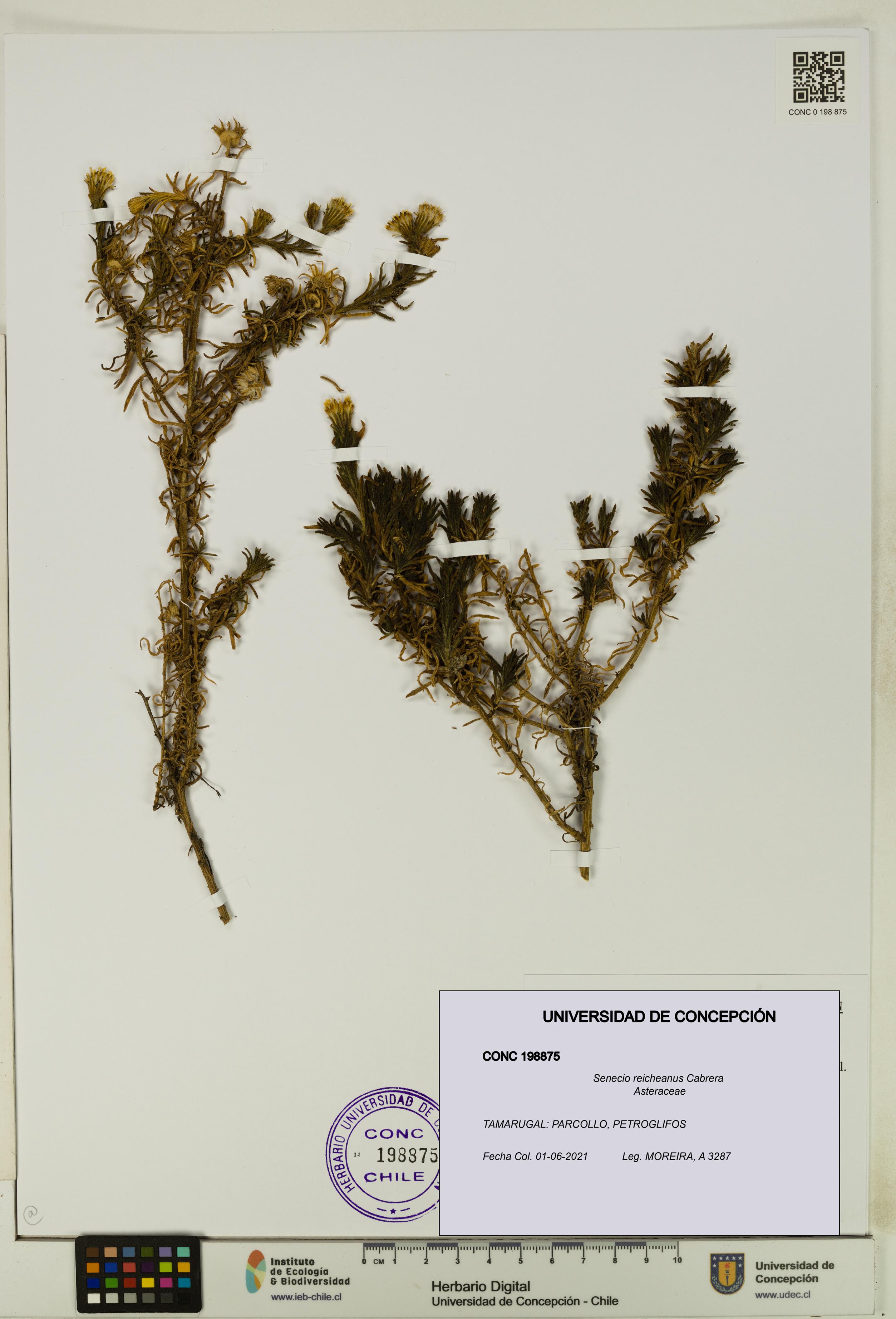 Senecio reicheanus [Espécimen: UDEC:CONC:0198875]