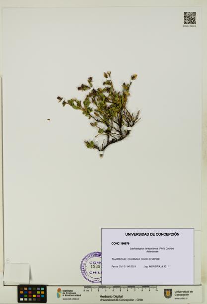 Lophopappus tarapacanus [Espécimen: UDEC:CONC:0198876]