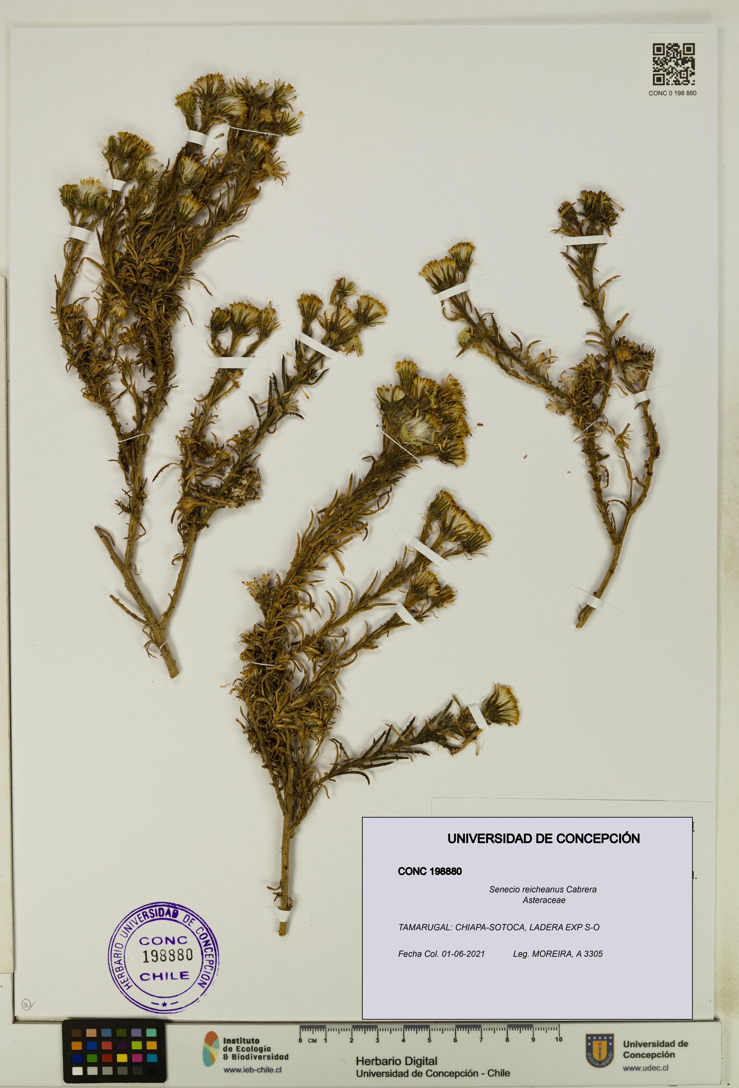 Senecio reicheanus [Espécimen: UDEC:CONC:0198880]