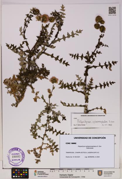 Polyachyrus sphaerocephalus [Espécimen: UDEC:CONC:0198882]