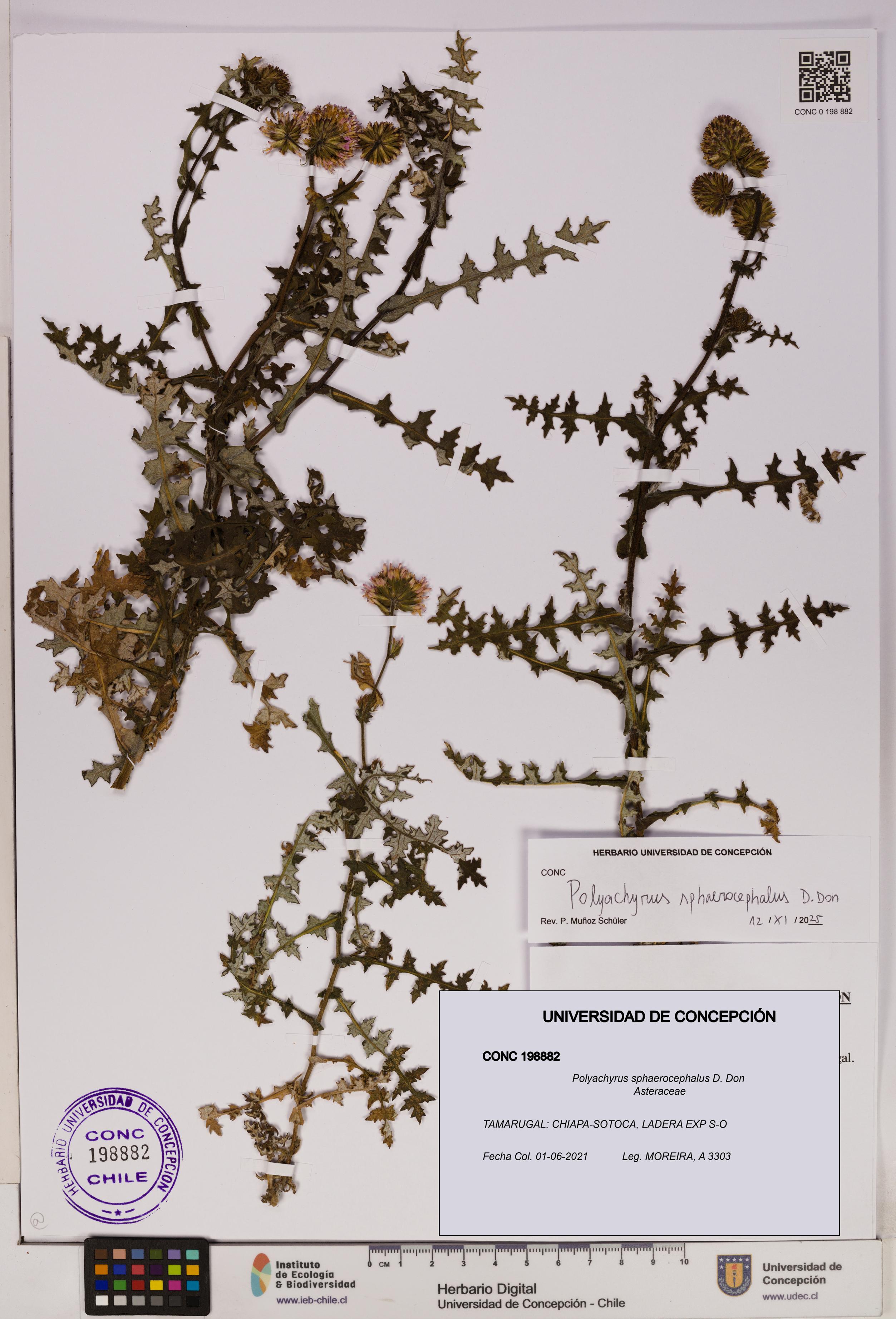 Polyachyrus sphaerocephalus [Espécimen: UDEC:CONC:0198882]