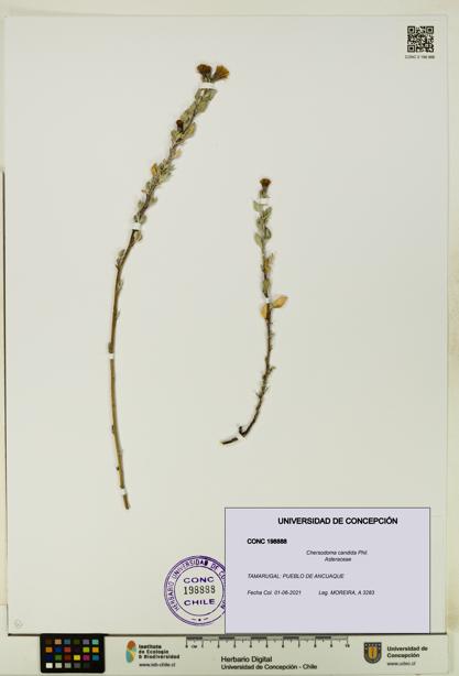 Chersodoma candida [Espécimen: UDEC:CONC:0198888]