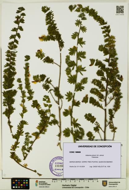 Adesmia pirionii [Espécimen: UDEC:CONC:0198908]