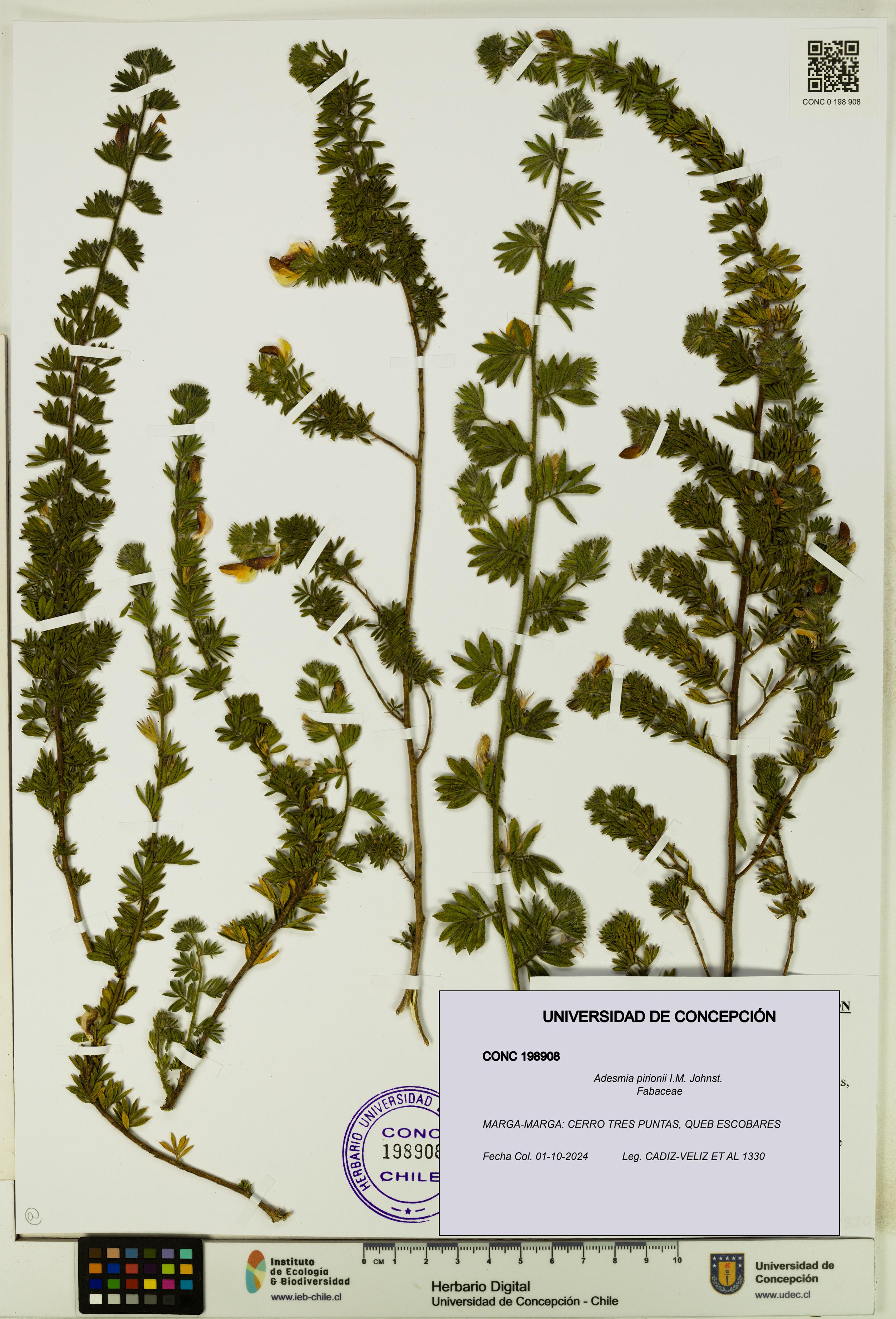 Adesmia pirionii [Espécimen: UDEC:CONC:0198908]