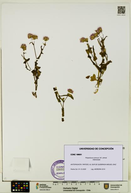 Polyachyrus annuus [Espécimen: UDEC:CONC:0198931]