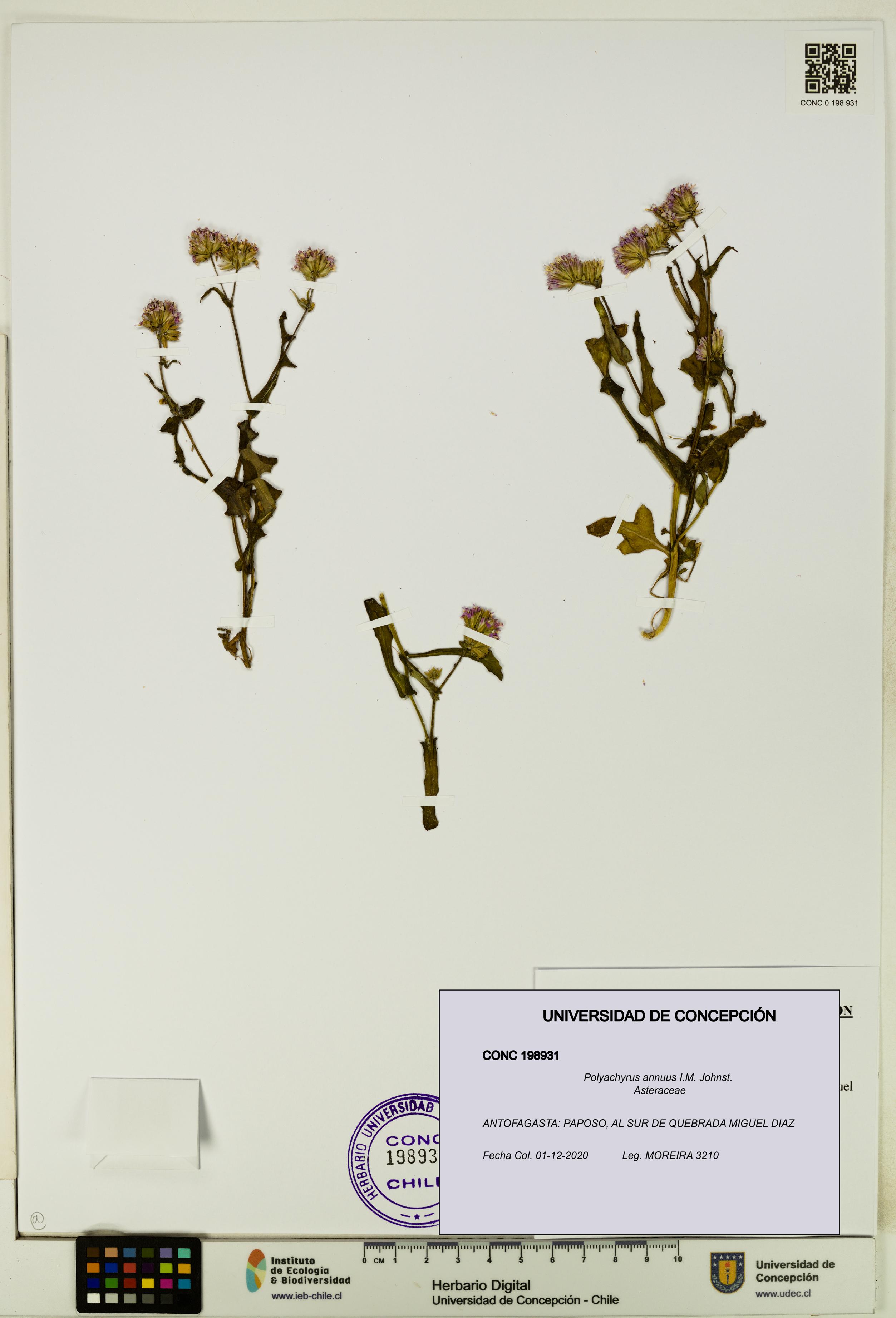 Polyachyrus annuus [Espécimen: UDEC:CONC:0198931]