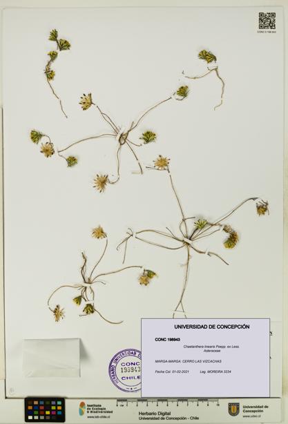 Chaetanthera linearis [Espécimen: UDEC:CONC:0198943]