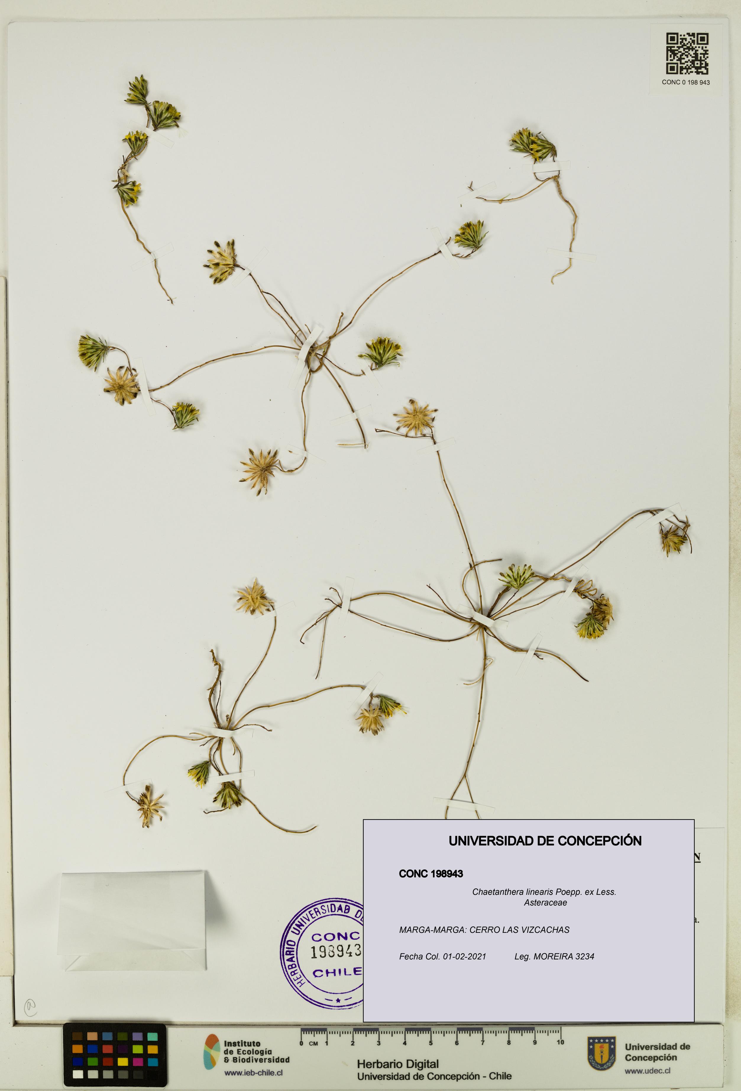 Chaetanthera linearis [Espécimen: UDEC:CONC:0198943]