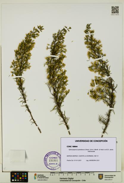 Ophryosporus paradoxus [Espécimen: UDEC:CONC:0198944]