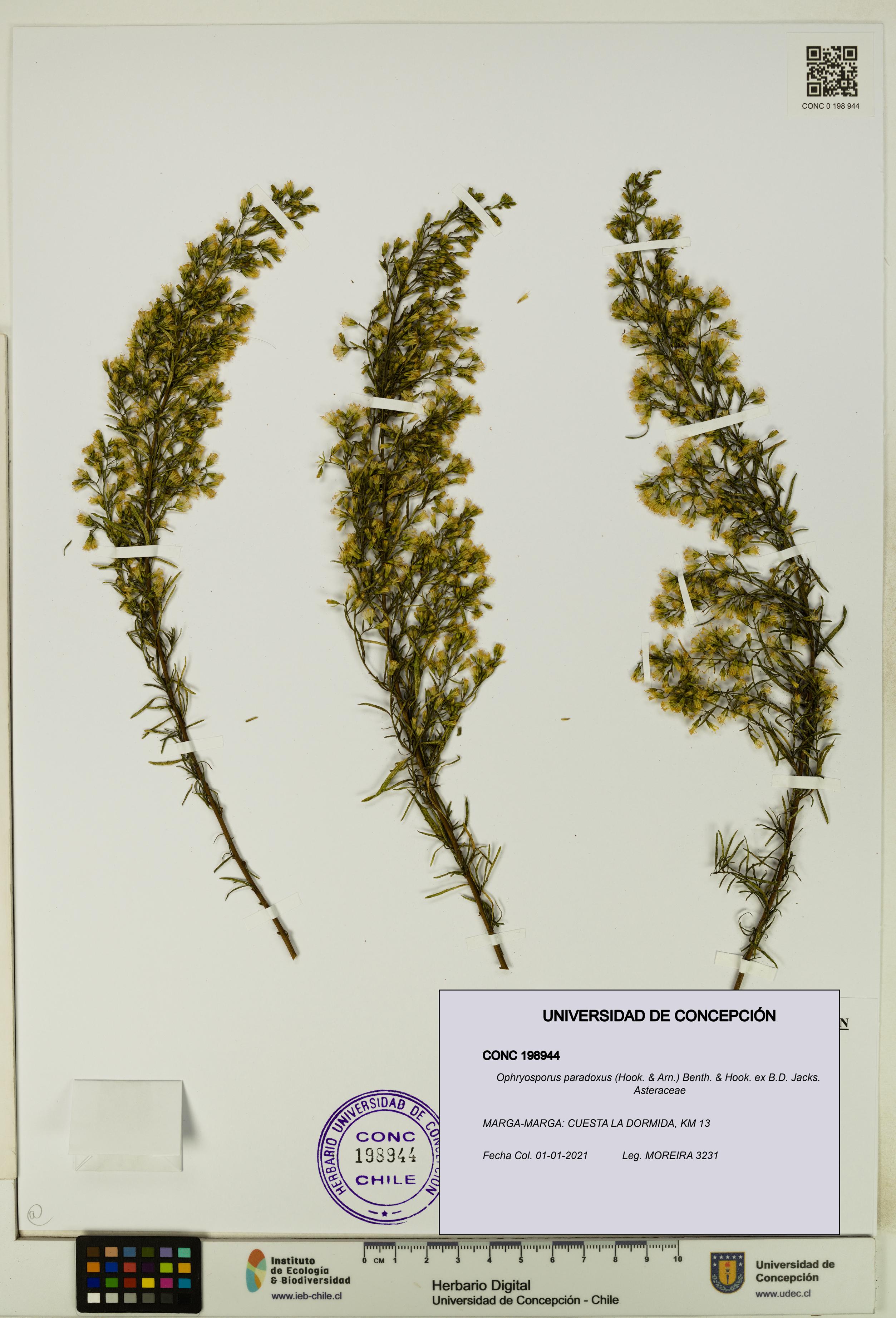 Ophryosporus paradoxus [Espécimen: UDEC:CONC:0198944]