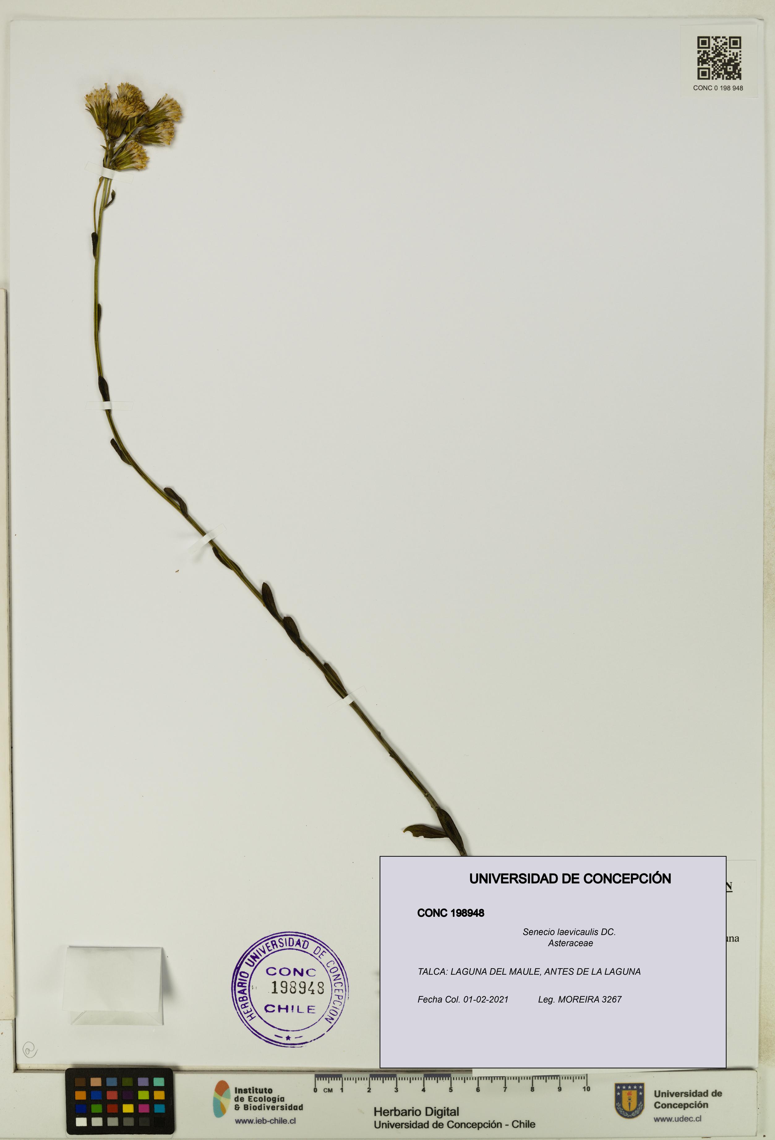 Senecio laevicaulis [Espécimen: UDEC:CONC:0198948]