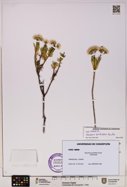 Baccharis gnidiifolia [Espécimen: UDEC:CONC:0198959]