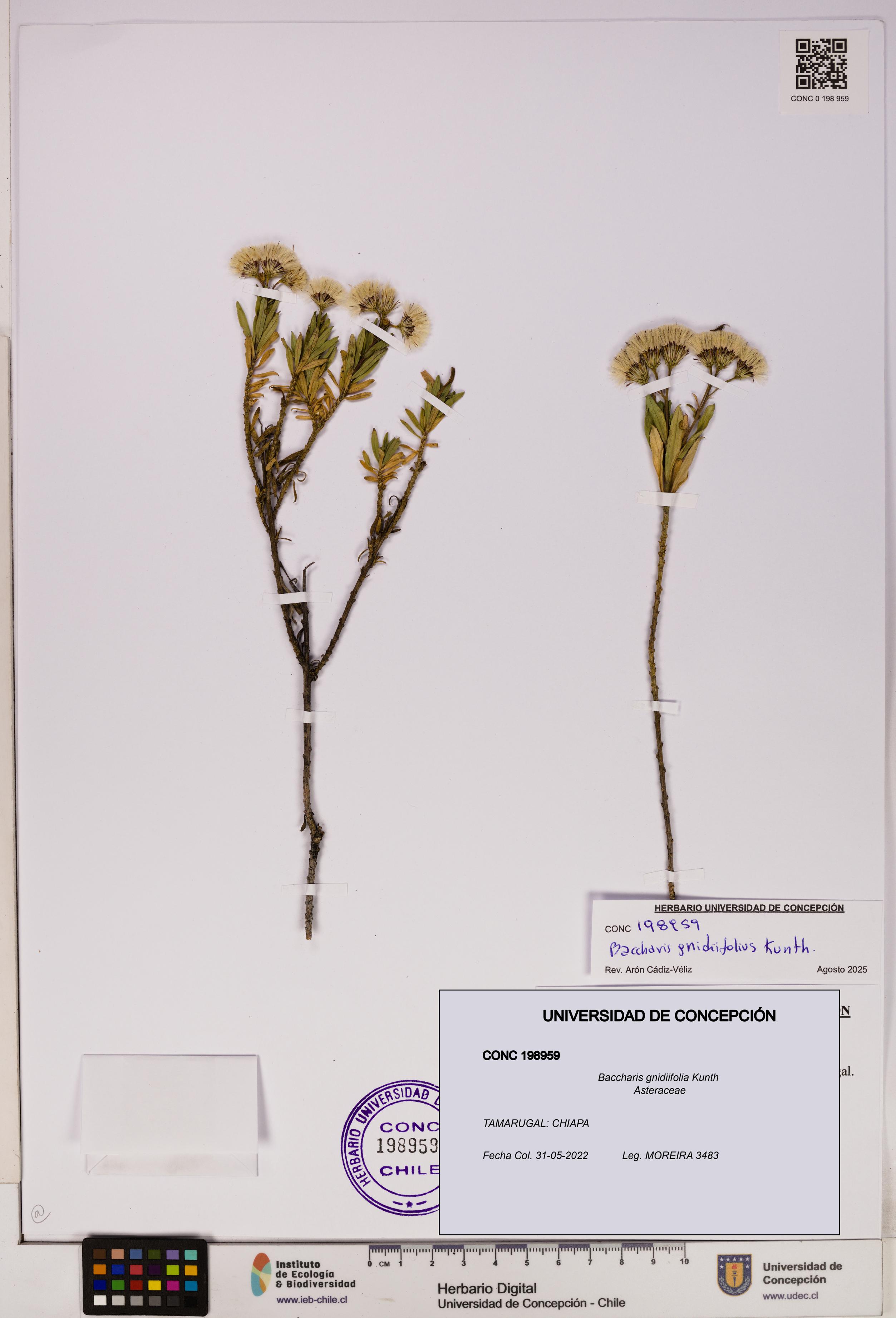 Baccharis gnidiifolia [Espécimen: UDEC:CONC:0198959]