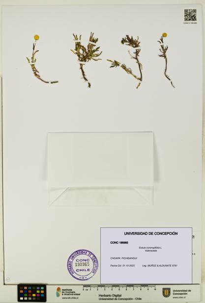 Cotula coronopifolia [Espécimen: UDEC:CONC:0198965]