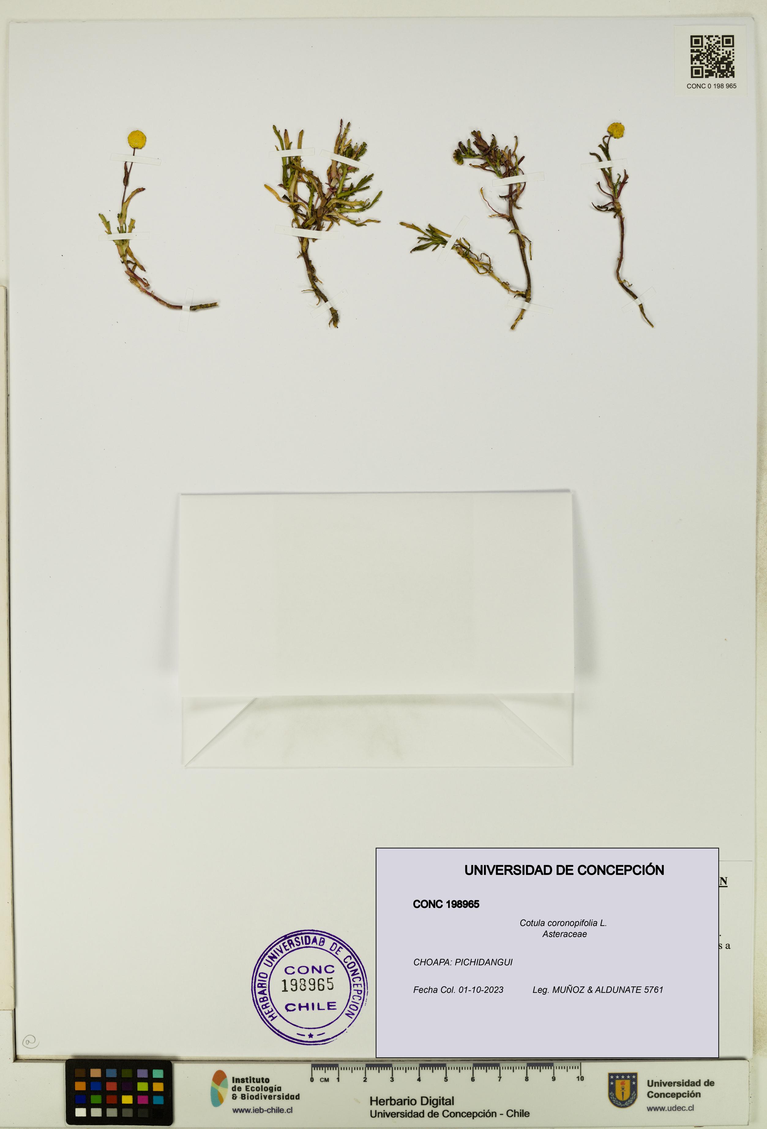 Cotula coronopifolia [Espécimen: UDEC:CONC:0198965]