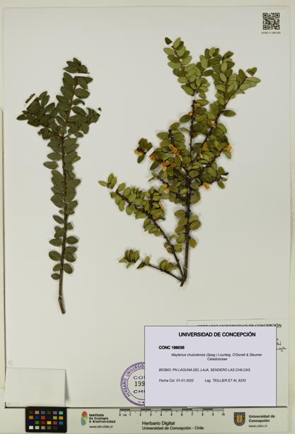 Maytenus chubutensis [Espécimen: UDEC:CONC:0199035]