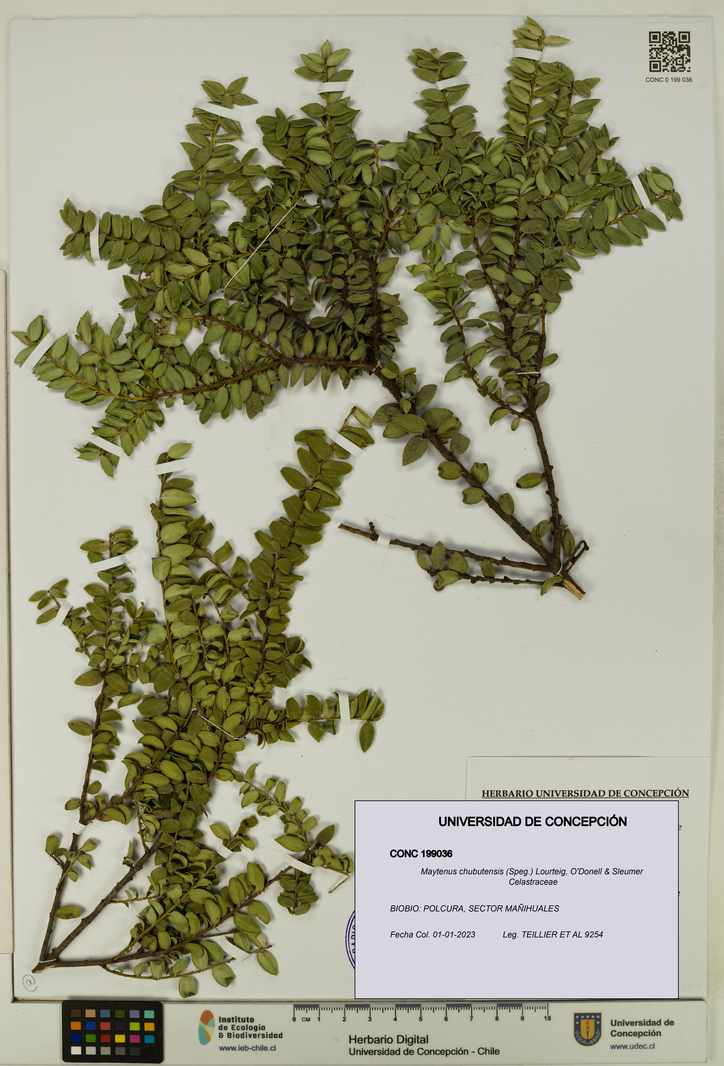 Maytenus chubutensis [Espécimen: UDEC:CONC:0199036]