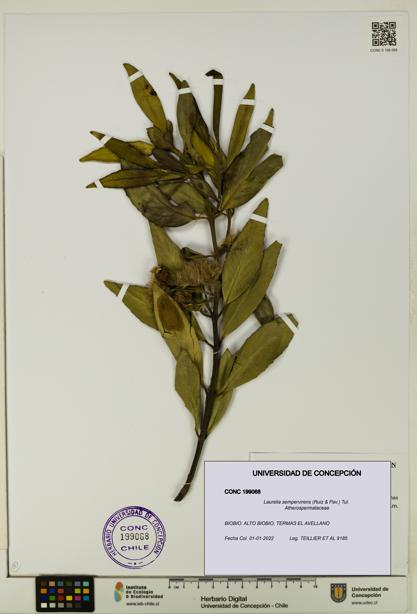 Laurelia sempervirens [Espécimen: UDEC:CONC:0199068]