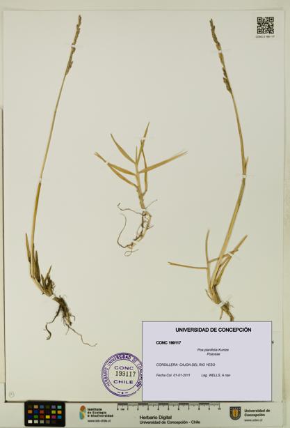 Poa planifolia [Espécimen: UDEC:CONC:0199117]