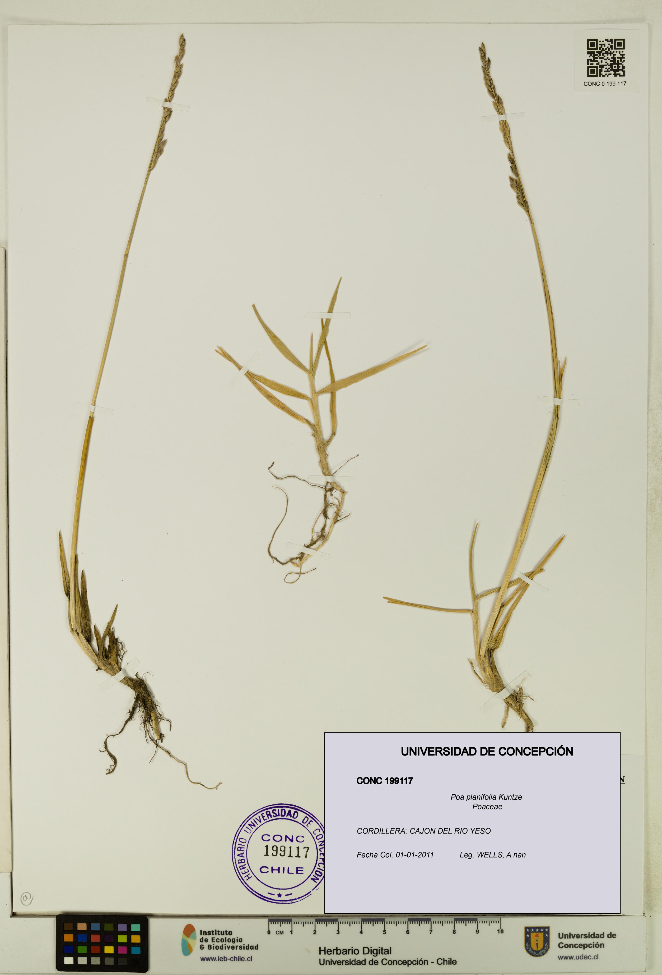 Poa planifolia [Espécimen: UDEC:CONC:0199117]