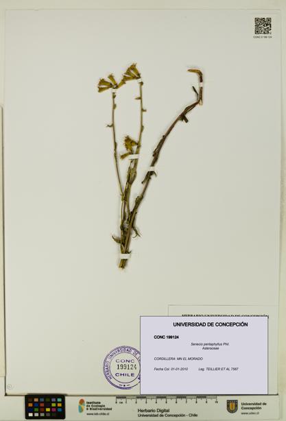 Senecio pentaphyllus [Espécimen: UDEC:CONC:0199124]