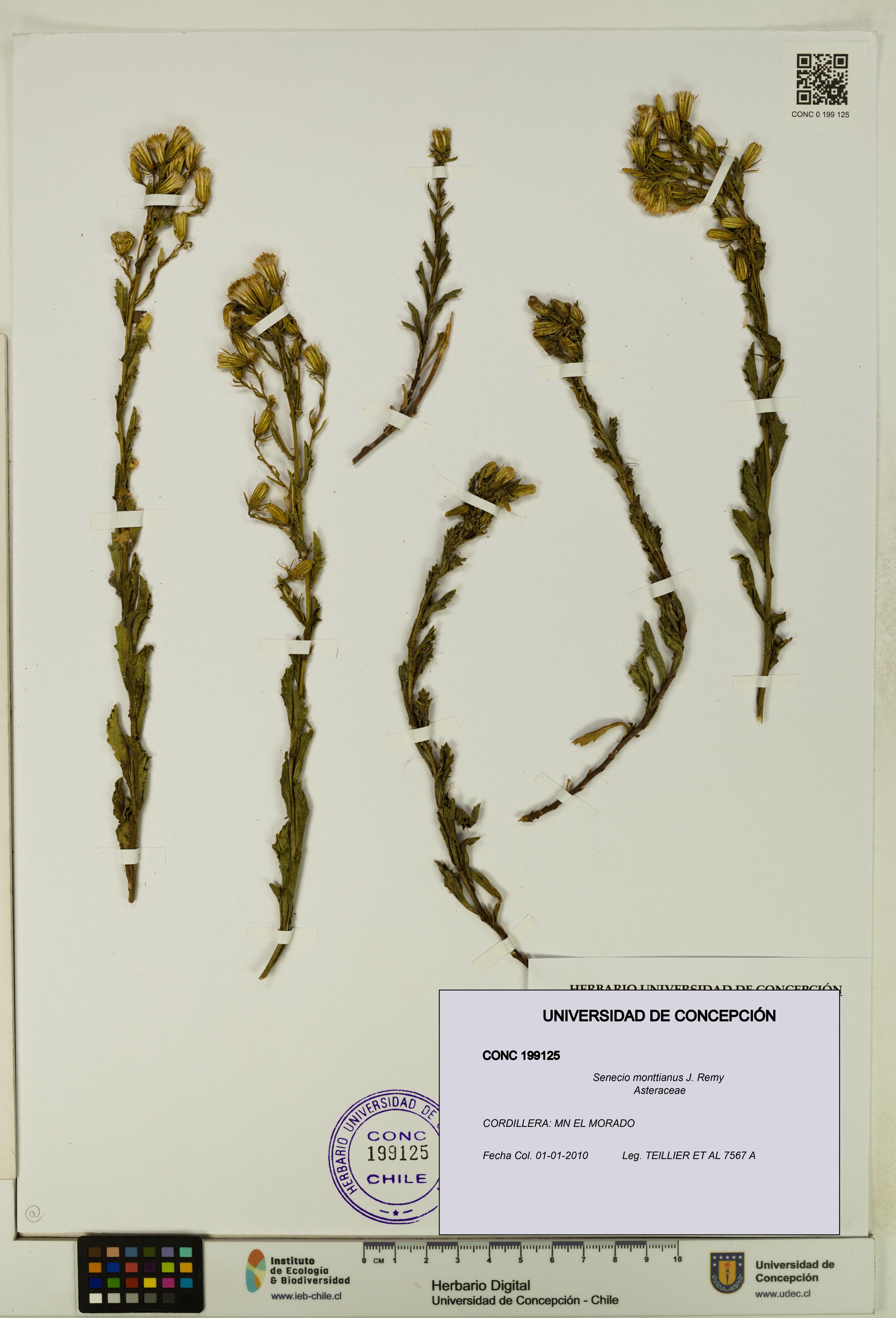 Senecio monttianus [Espécimen: UDEC:CONC:0199125]