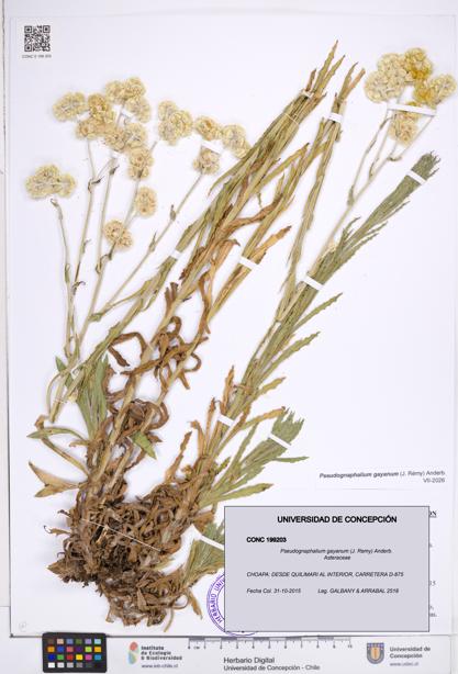 Pseudognaphalium gayanum [Espécimen: ]