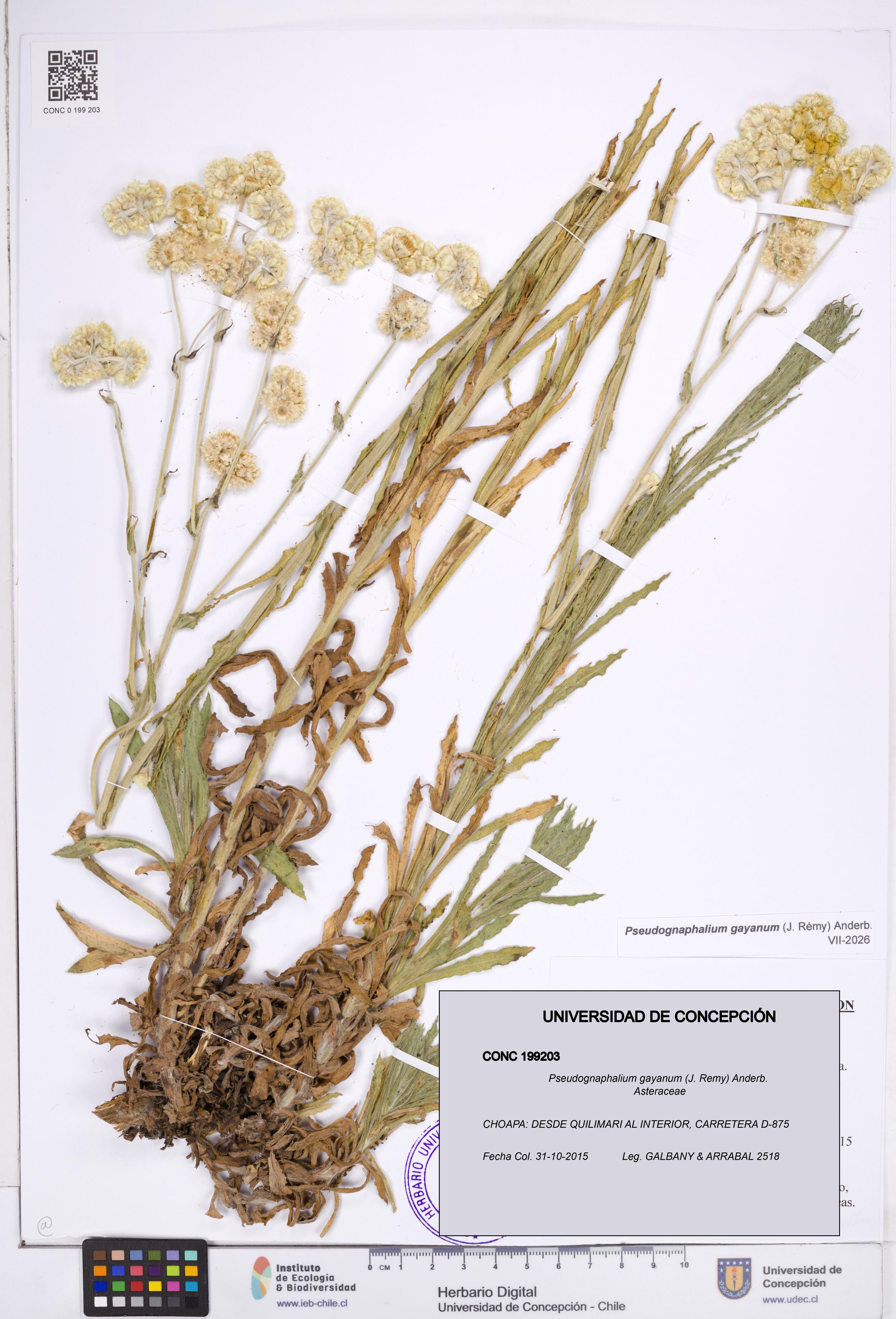Pseudognaphalium gayanum [Espécimen: ]