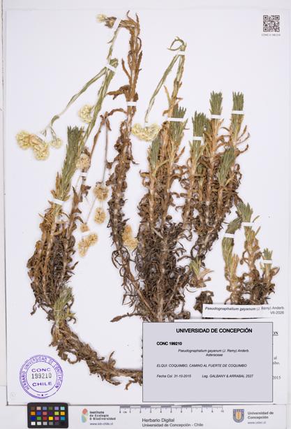 Pseudognaphalium gayanum [Espécimen: ]