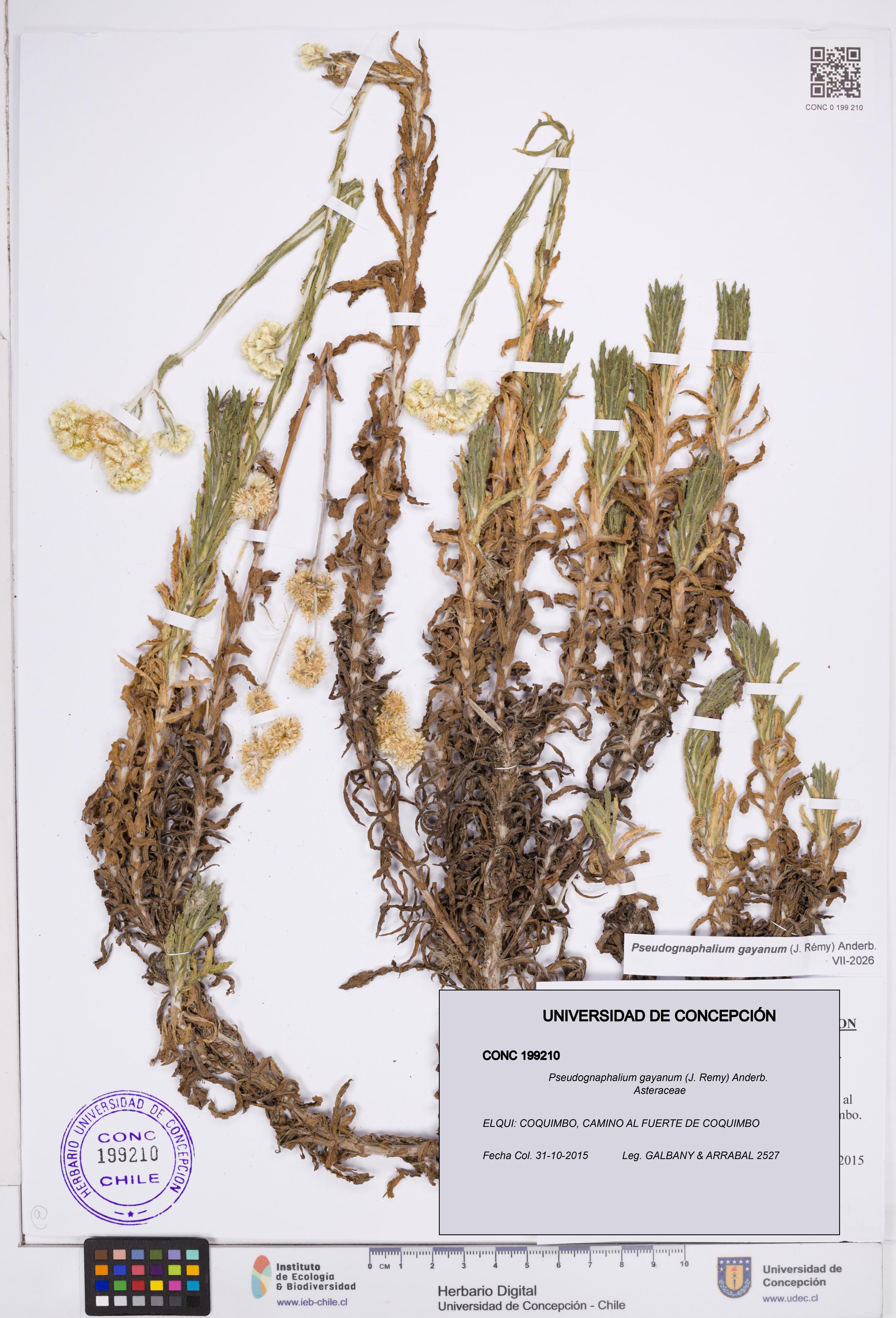 Pseudognaphalium gayanum [Espécimen: ]