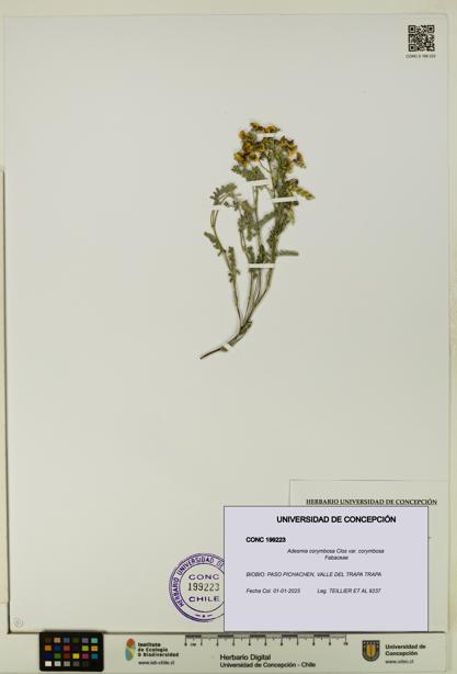 Adesmia corymbosa var. corymbosa [Espécimen: UDEC:CONC:0199223]
