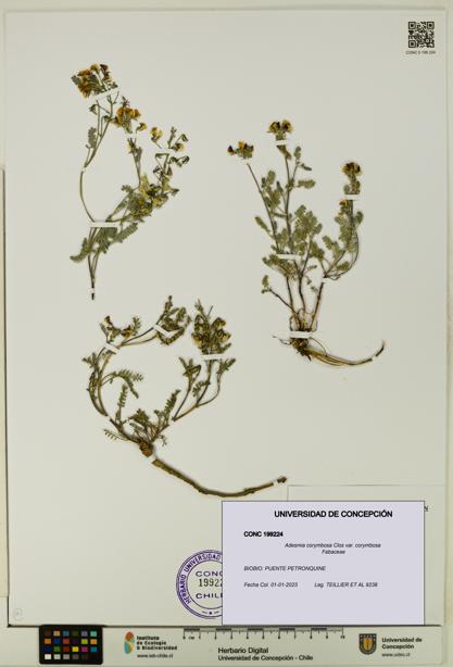Adesmia corymbosa var. corymbosa [Espécimen: UDEC:CONC:0199224]
