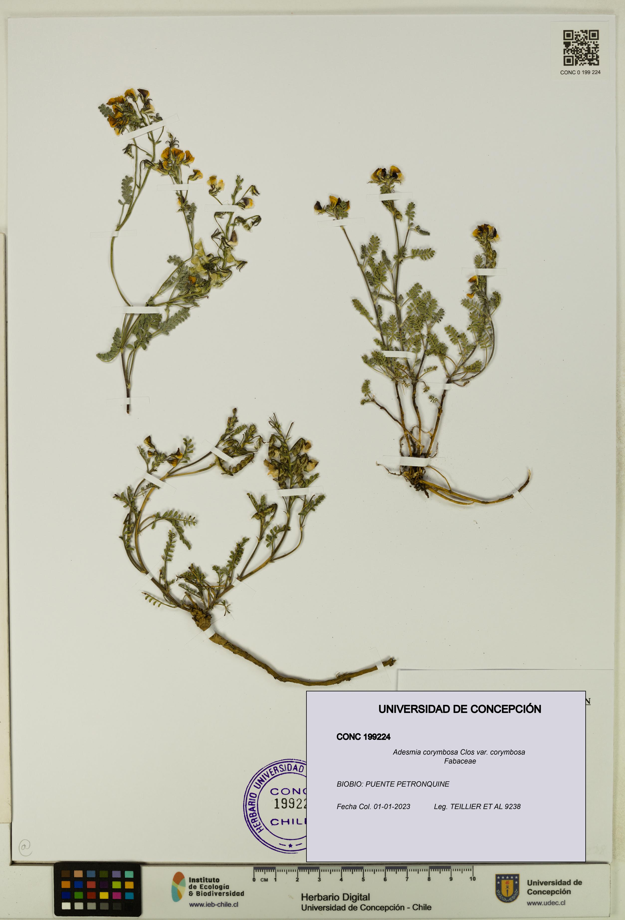 Adesmia corymbosa var. corymbosa [Espécimen: UDEC:CONC:0199224]