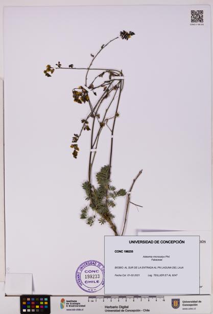 Adesmia microcalyx [Espécimen: UDEC:CONC:0199233]