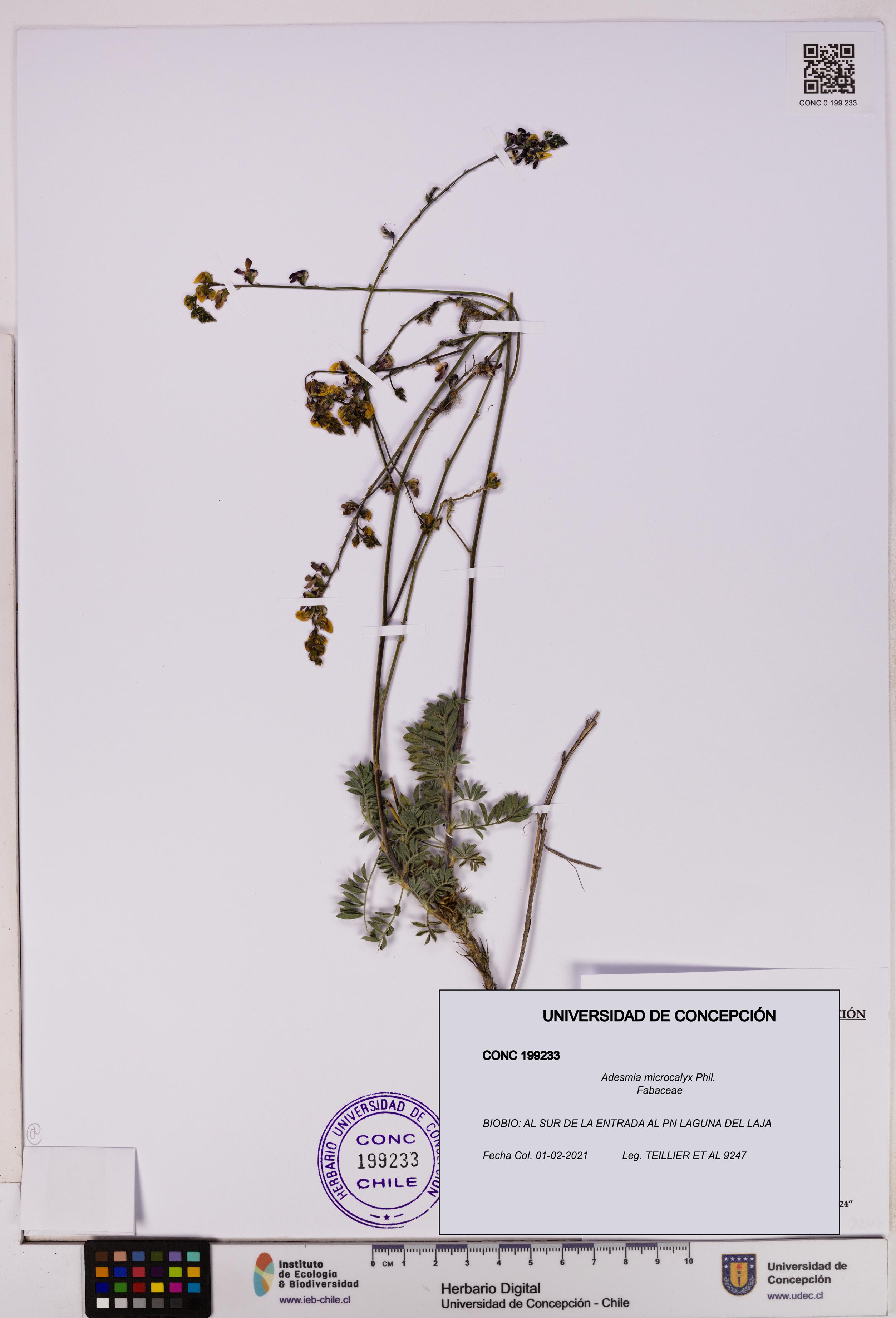 Adesmia microcalyx [Espécimen: UDEC:CONC:0199233]