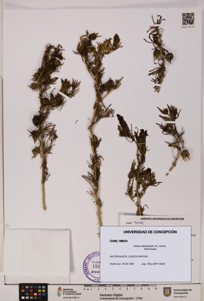 Nolana stenophylla [Espécimen: UDEC:CONC:0199274]