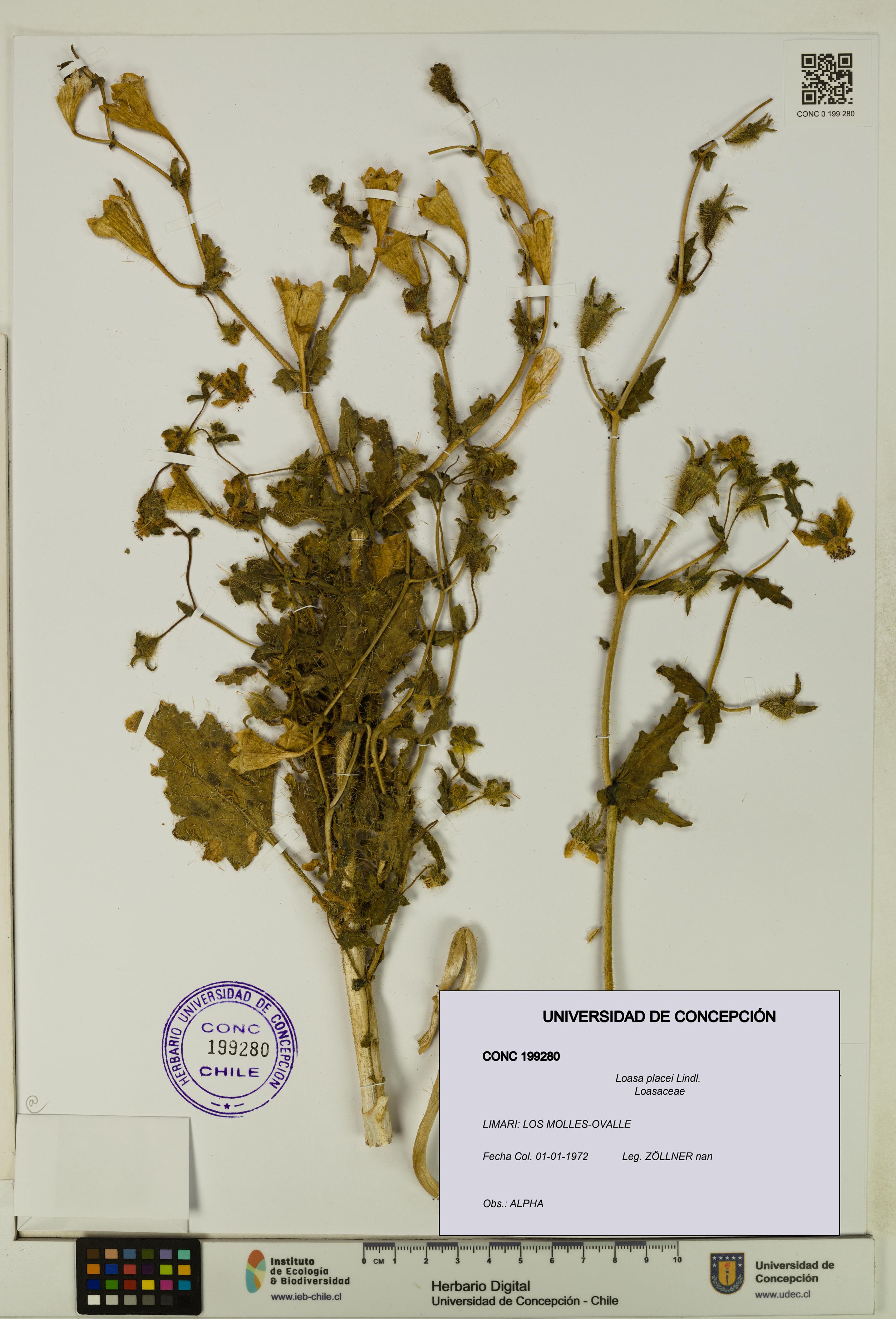Loasa placei [Espécimen: UDEC:CONC:0199280]